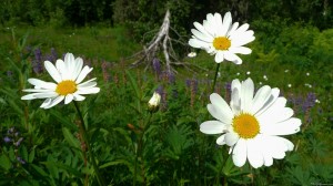Daisies